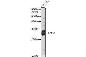 Western blot analysis of extracts of HCT116 cells, using RCHY1 antibody (ABIN7270050) at 1:1000 dilution. (RCHY1 antibody)