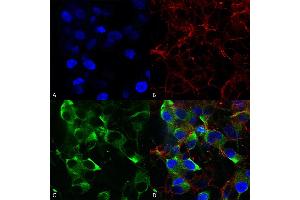 Immunocytochemistry/Immunofluorescence analysis using Mouse Anti-Slo2. (KCNT1 antibody  (AA 1168-1237) (APC))