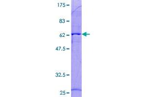 DNASE1L3 Protein (AA 1-305) (GST tag)