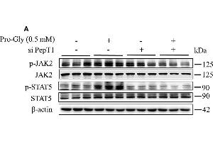 Pro-Gly activated JAK2/STAT5 signaling pathway in a PepT1-dependent manner. (JAK2 antibody  (pTyr1007, pTyr1008))
