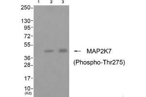Western blot analysis of extracts from cos-7 cells (Lane 2) and 3T3 cells (Lane 3), using MAP2K7 (Phospho-Thr275) Antibody. (MAP2K7 antibody  (pThr275))