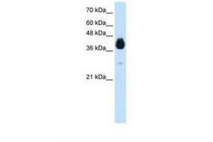 Image no. 2 for anti-Distal-Less Homeobox 5 (DLX5) (N-Term) antibody (ABIN324485)