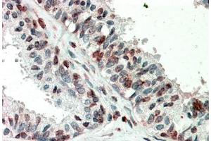 Immunohistochemistry (5μg/ml) staining of paraffin embedded Human Prostate. (ZIC3 antibody  (Internal Region))