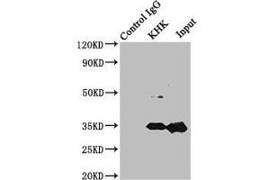 Immunoprecipitating KHK in Mouse liver tissue Lane 1: Rabbit control IgG instead of ABIN7157477 in Mouse liver tissue.