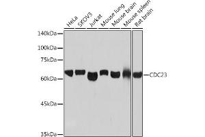 Western blot analysis of extracts of various cell lines, using CDC23 Rabbit mAb (ABIN7266247) at 1:1000 dilution.