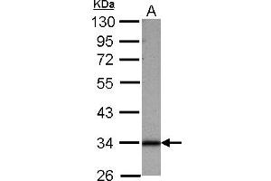 Western Blotting (WB) image for anti-Sideroflexin 1 (SFXN1) (AA 1-186) antibody (ABIN1500906)