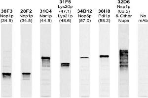 Antibody recognizes a single 57kDa band in blots of whole yeast protein extracts. (Nop5p antibody)