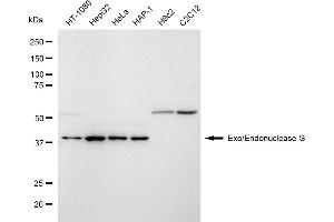 Western blotting analysis using Exo/Endonuclease G antibody (ABIN7798438).