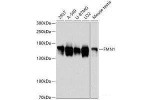 Western blot analysis of extracts of various cell lines using FMN1 Polyclonal Antibody at dilution of 1:3000.