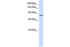 PCDHAC1 antibody used at 1 ug/ml to detect target protein. (PCDHAC1 antibody  (N-Term))