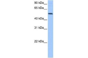 GRSF1 antibody used at 0. (GRSF1 antibody  (Middle Region))