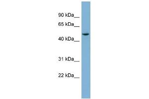 WB Suggested Anti-TUBE1 Antibody Titration: 0. (TUBE1 antibody  (Middle Region))
