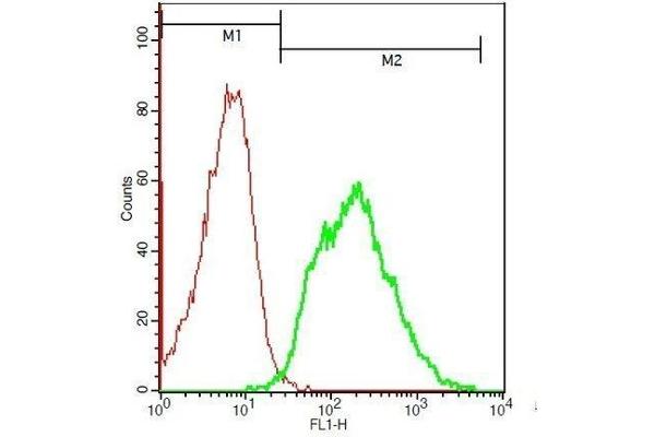 MC5 Receptor antibody  (AA 78-125)