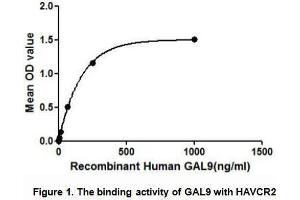 Image no. 1 for Lectin, Galactoside-Binding, Soluble, 9 (LGALS9) (AA 1-355) (Active) protein (His tag,GST tag) (ABIN5665803) (Galectin 9 Protein (AA 1-355) (His tag,GST tag))