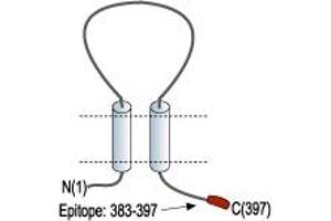 Representative domain view of the target of ABIN7043420.
