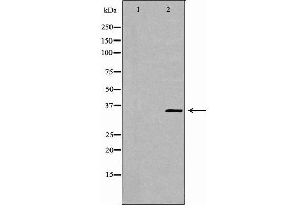 WDR5 antibody  (N-Term)