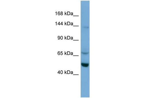 TRIM66 antibody  (N-Term)