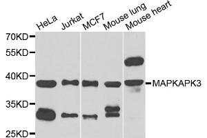 Western blot analysis of extracts of various cell lines, using MAPKAPK3 antibody. (MAPKAP Kinase 3 antibody)