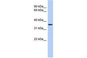 Image no. 1 for anti-Polymerase (RNA) III (DNA Directed) Polypeptide F, 39 KDa (POLR3F) (N-Term) antibody (ABIN6743482) (POLR3F antibody  (N-Term))