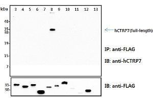 Immunoprecipitation (IP) analysis of the cell lysates from HEK293 cells transfected with empty vector or a panel of the FLAG-tagged CTRP family (full-length) followed by immunoblot analysis using anti-CTRP7 (human), pAb  antibody.
