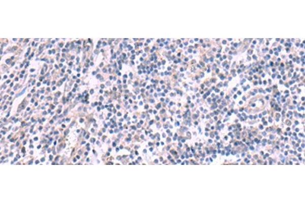 KCNK10 antibody