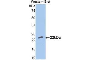 Western blot analysis of recombinant Rabbit BMP4.