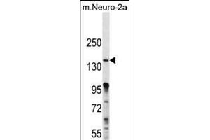 P3K15 Antibody (N-term) (ABIN656257 and ABIN2845573) western blot analysis in mouse Neuro-2a cell line lysates (35 μg/lane). (MAP3K15 antibody  (N-Term))