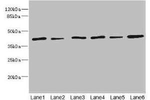 Western blot All lanes: TMOD1 antibody at 1. (Tropomodulin 1 antibody  (AA 1-359))