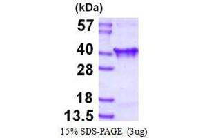 Image no. 1 for Clathrin, Light Chain A (CLTA) protein (His tag) (ABIN1098291) (CLTA Protein (His tag))