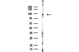 anti-Ephrin A4 (EFNA4) (Internal Region) antibody