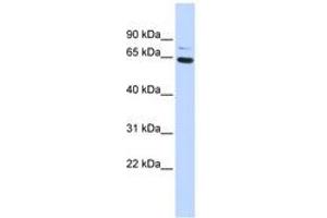 Image no. 1 for anti-Zinc Finger Protein 74 (ZNF74) (AA 216-265) antibody (ABIN6740434)