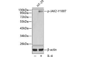 Western blot analysis of extracts from HT29 cells using Phospho-J-Y1007 antibody (ABIN3020270, ABIN3020271, ABIN3020272, ABIN1681697 and ABIN1681698). (JAK2 antibody  (pTyr1007))