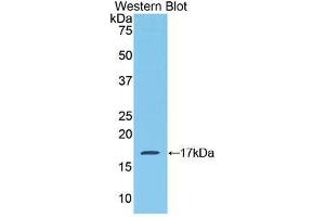 Western Blotting (WB) image for anti-Mucosae Associated Epithelia Chemokine (AA 17-130) antibody (ABIN1859799) (Mucosae Associated Epithelia Chemokine (AA 17-130) antibody)
