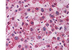 Immunohistochemistry (IHC) image for anti-Anti-MBP-1 (Middle Region) antibody (ABIN311760) (Anti-MBP-1 (Middle Region) antibody)