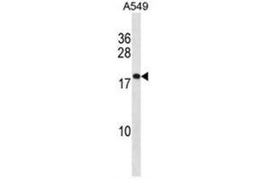 Western blot analysis of PTGES3 / TEBP  Antibody  in A549 cell line lysates (35ug/lane). (PTGES3 antibody  (Middle Region))
