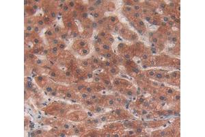 Used in DAB staining on fromalin fixed paraffin- embedded Kidney tissue (EIF2D antibody  (AA 1-117))