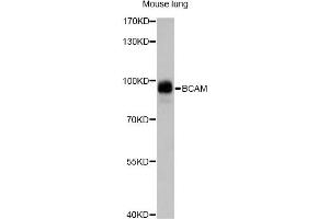 Western blot analysis of extracts of mouse lung, using BCAM antibody (ABIN6291878) at 1:1000 dilution. (BCAM antibody)