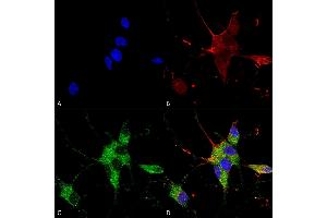 Immunocytochemistry/Immunofluorescence analysis using Mouse Anti-SHANK1/SHANK3 Monoclonal Antibody, Clone S367-51 (ABIN1741266). (SHANK3 antibody  (AA 538-626) (PerCP))