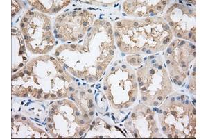 Immunohistochemical staining of paraffin-embedded Human Kidney tissue using anti-CYP1A2 mouse monoclonal antibody. (CYP1A2 antibody)