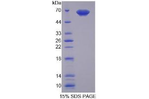 SDS-PAGE analysis of Human PUF60 Protein. (PUF60 Protein)