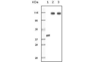 Western Blotting (WB) image for anti-Lysine (K)-Specific Demethylase 1A (KDM1A) (truncated) antibody (ABIN2464078) (LSD1 antibody  (truncated))