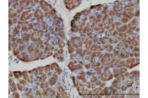 Immunoperoxidase of monoclonal antibody to HERC3 on formalin-fixed paraffin-embedded human pancreas. (HERC3 antibody  (AA 1-109))