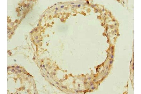 MSTO1 antibody  (AA 1-280)