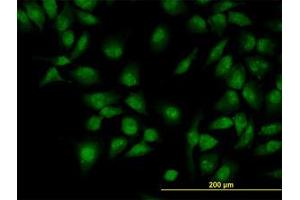 Image no. 2 for anti-CLK3 (CLK3) (AA 36-136) antibody (ABIN598614) (CLK3 antibody  (AA 36-136))