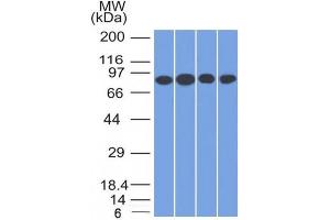 Western Blot Analysis of A) Jurkat (B) HeLa (C) MCF-7 & (D) K562 cell lysate using CD71 Mouse Monoclonal Antibody (TFRC/1817).