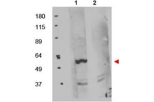 Image no. 1 for anti-FK506 Binding Protein 8, 38kDa (FKBP8) (Internal Region) antibody (ABIN401051) (FKBP8 antibody  (Internal Region))
