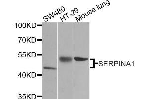 Western blot analysis of extracts of various cell lines, using SERPINA1 antibody (ABIN5970396) at 1/1000 dilution.