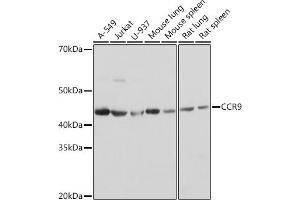 Western blot analysis of extracts of various cell lines, using CCR9 Rabbit mAb (ABIN7266311) at 1:1000 dilution. (CCR9 antibody)