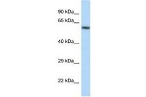 Image no. 1 for anti-Potassium Inwardly-Rectifying Channel, Subfamily J, Member 3 (KCNJ3) (AA 361-410) antibody (ABIN6747522) (KCNJ3 antibody  (AA 361-410))