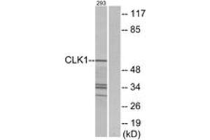 Western blot analysis of extracts from 293 cells, using CLK1 Antibody. (CLK1 antibody  (AA 101-150))